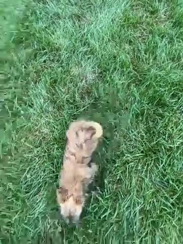 Cairn Terrier dogs for sale: Teddy - Video 1