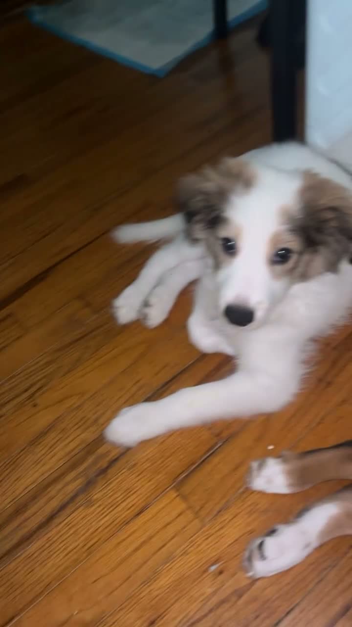 Mixed Breed dogs for sale: Two spot  - Video 1