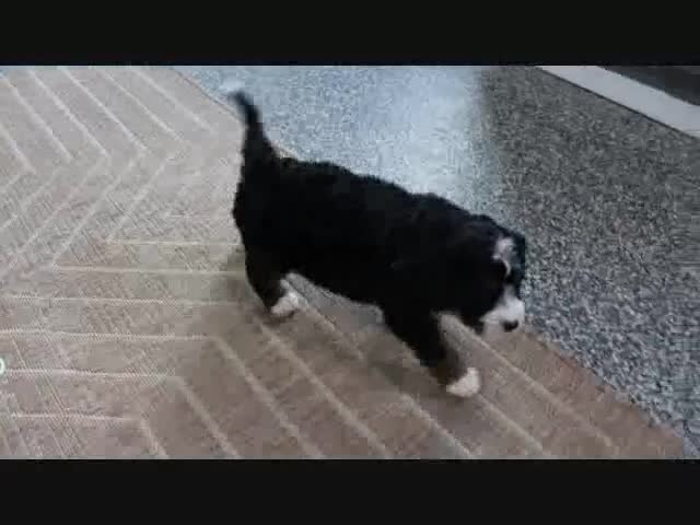 Mini Bernedoodle dogs for sale: Justin - Video 6