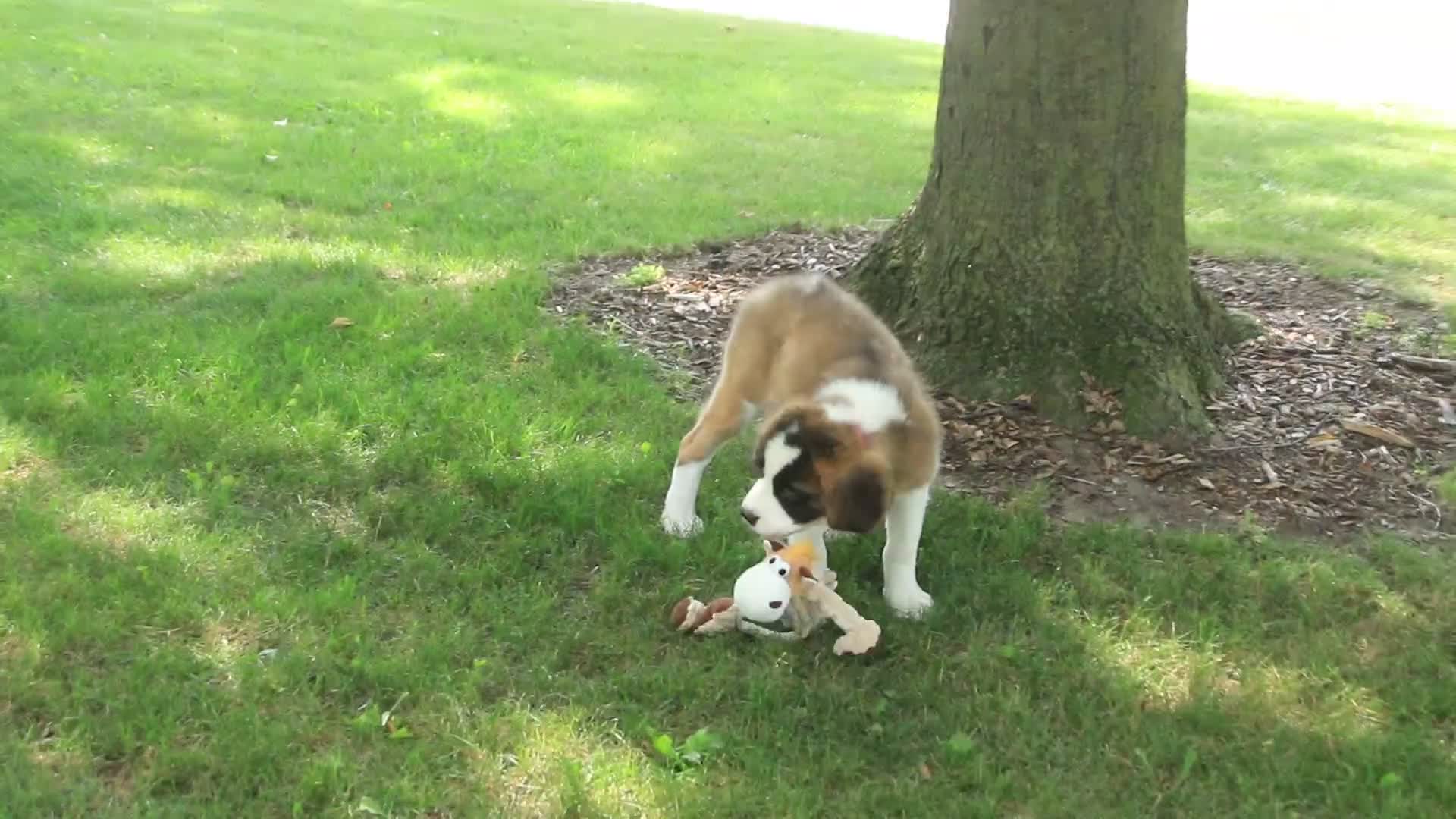 Saint Bernard dogs for sale: Wendeline Saint Bernard  - Video 1