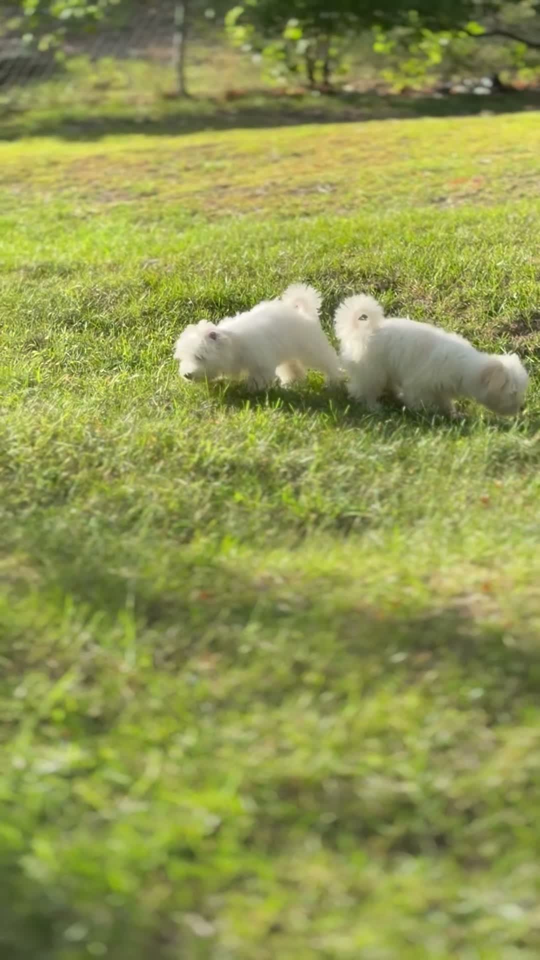 Maltese dogs for sale: Maltese 1 - Video 2