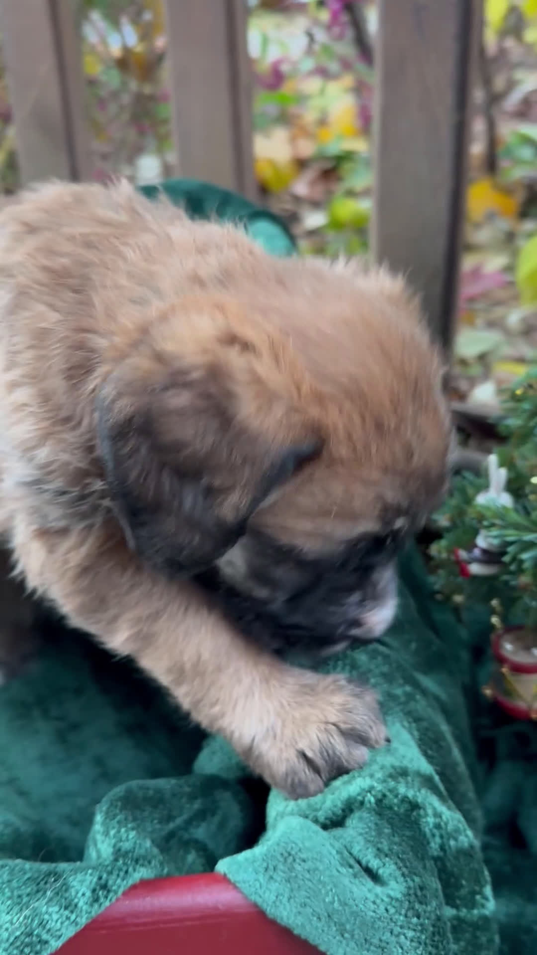 Mixed Breed dogs for sale: Opal - Video 3