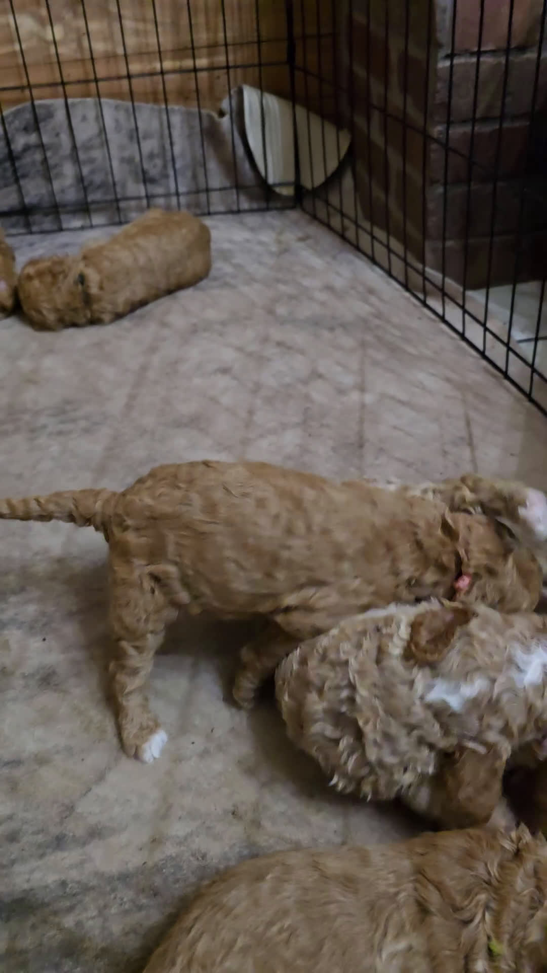 Goldendoodle dogs for sale: Goldendoodle Puppy 10 - Video 1