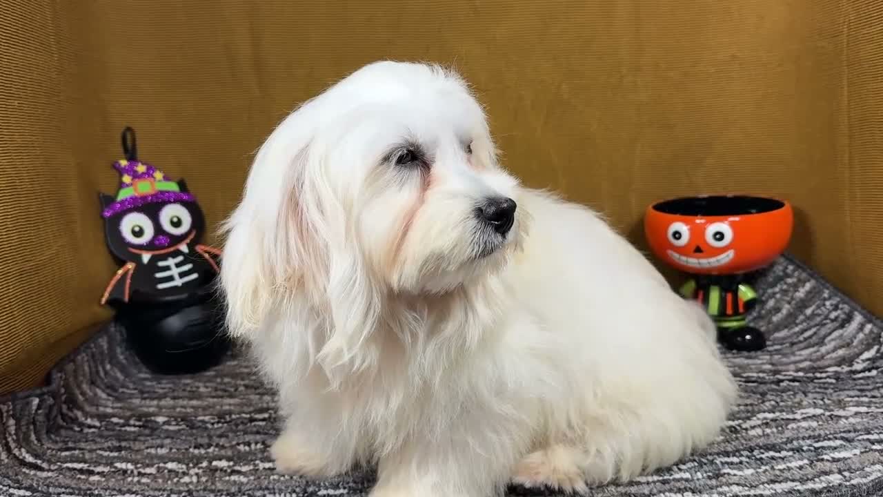 Mixed Breed dogs for sale: Mixed Breed 1 - Video 1