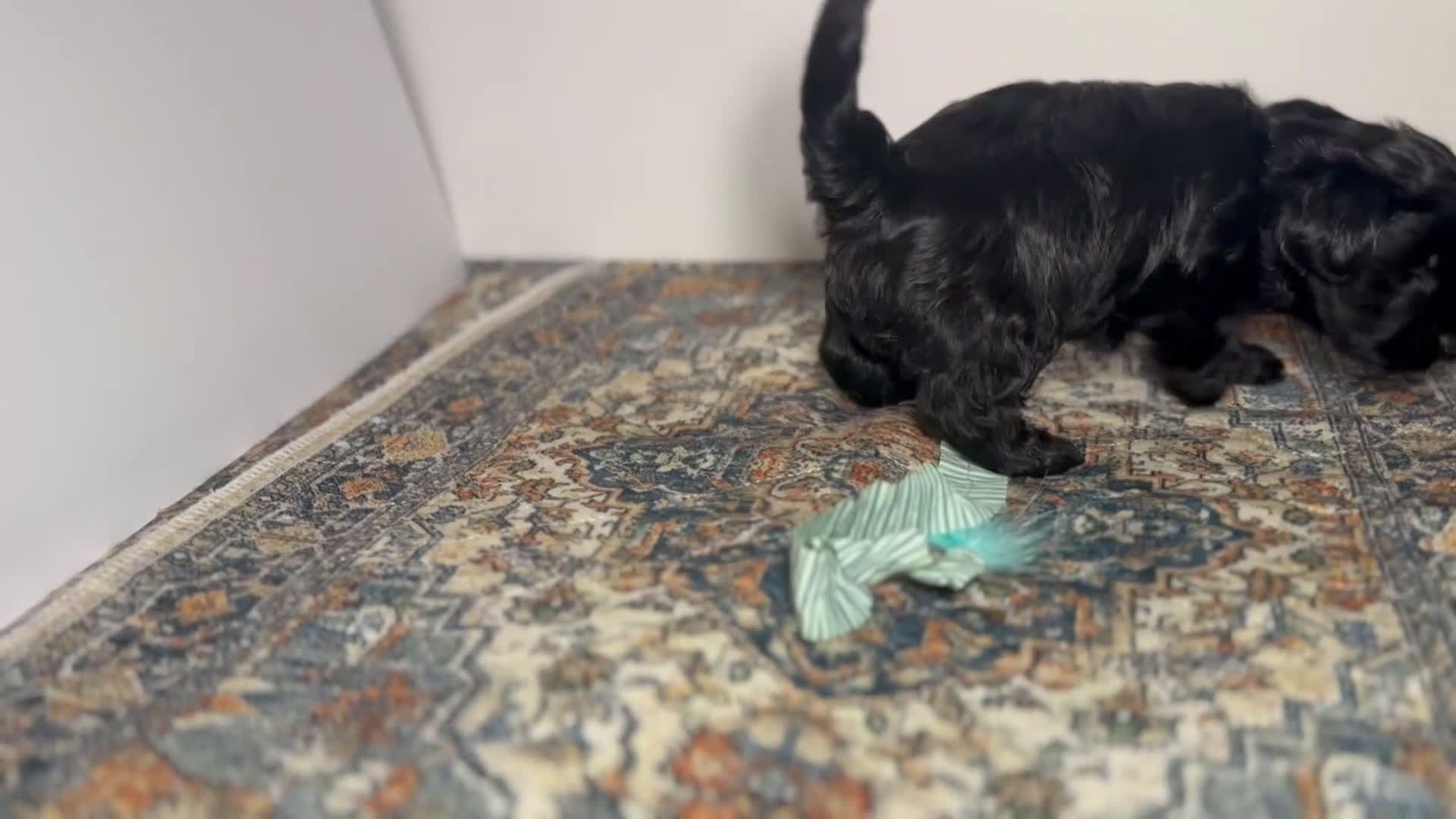 Mixed Breed dogs for sale: Queen - Video 2