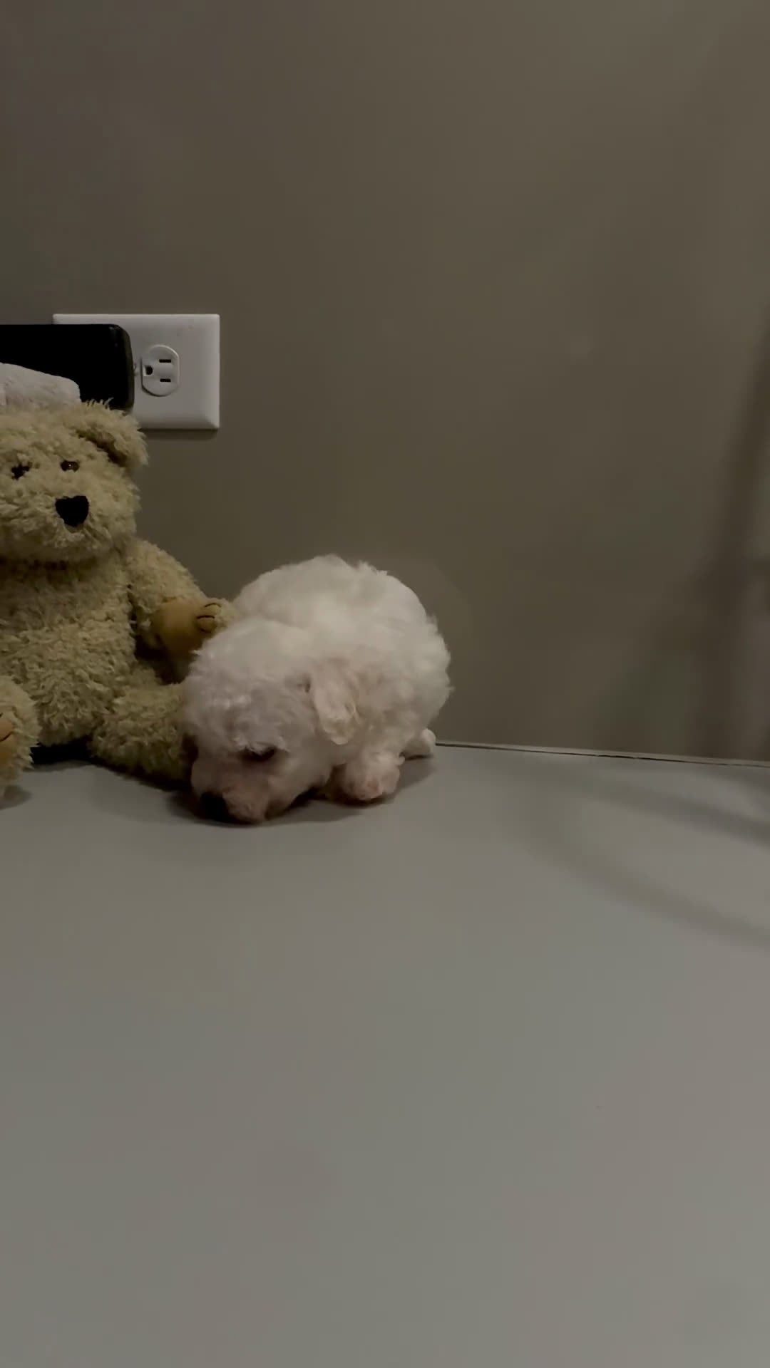 Bichon Frise dogs for sale: ACA Mickey - Video 1