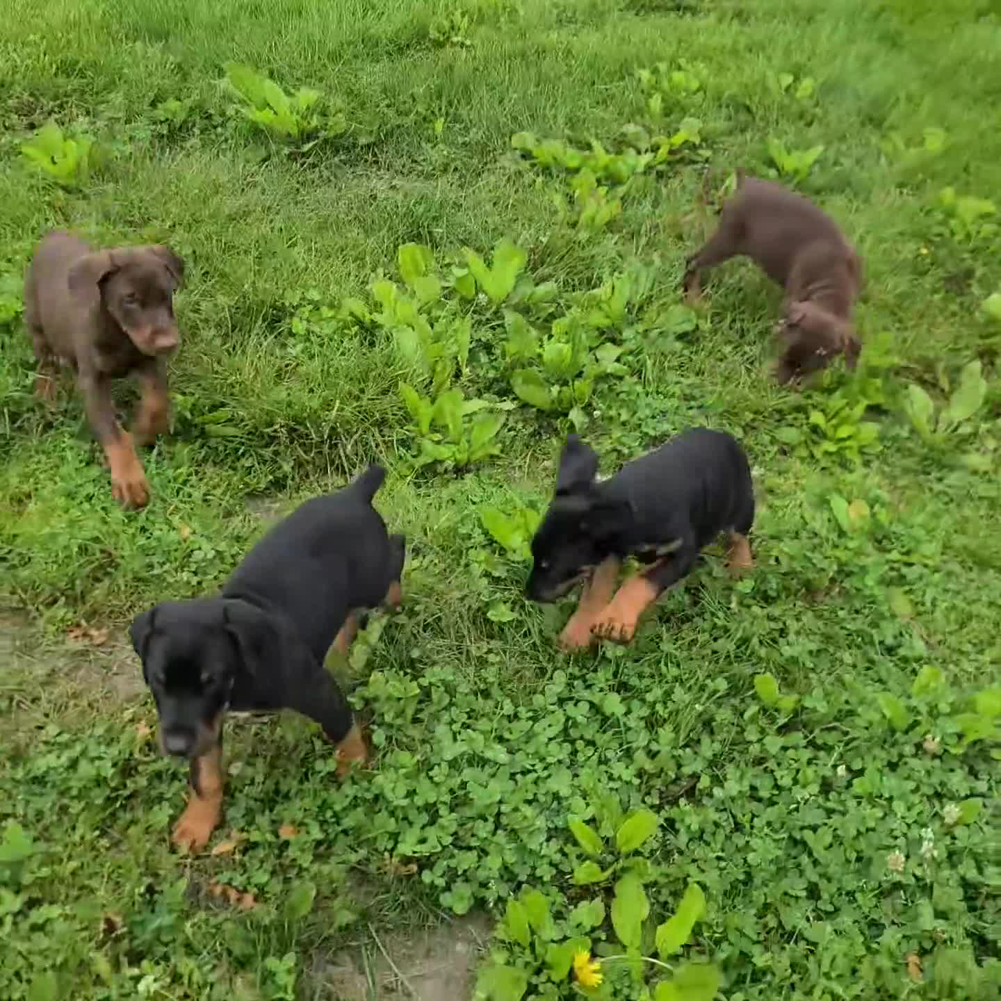 Doberman Pinscher dogs for sale: Lexi - Video 3