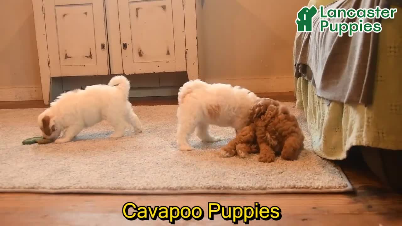 Cavapoo dogs for sale: Hershey - Video 1