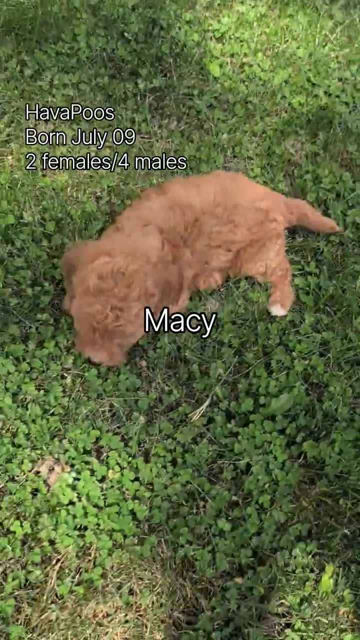 Havapoo dogs for sale: Macy - Video 3