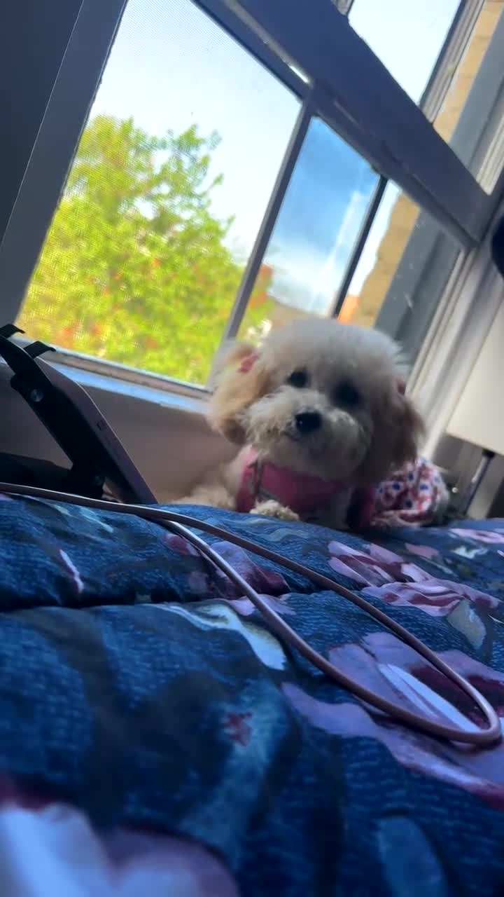 Bichpoo dogs for sale: Bichpoo Puppy 1 - Video 1
