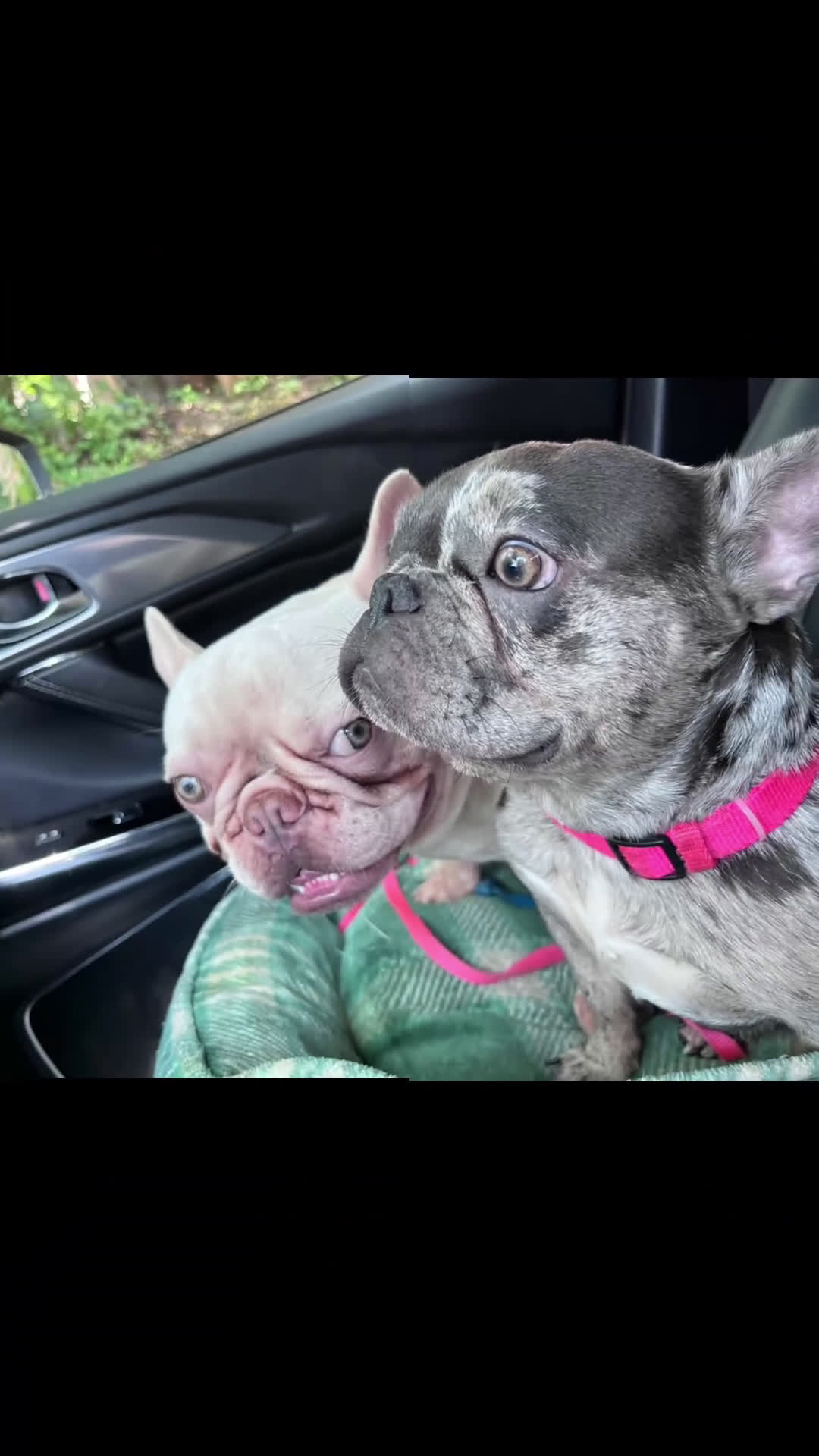 French Bulldog dogs for sale: French Bulldog Puppy 2 - Video 2