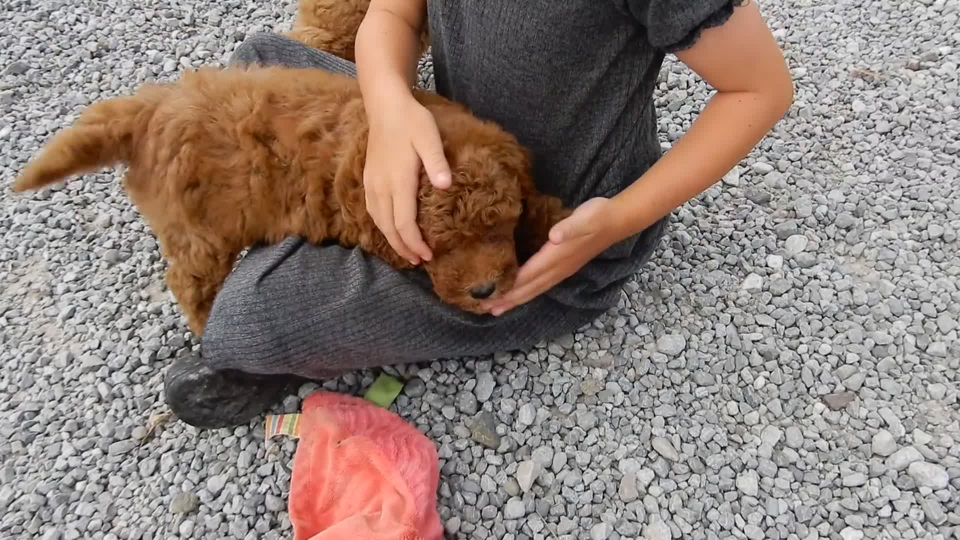 Mini Goldendoodle dogs for sale: Chase - Video 1