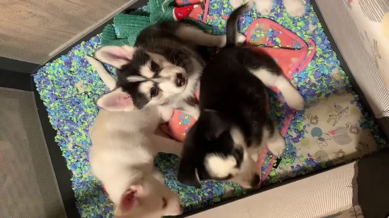 Pomsky dogs for sale: Bree  - Video 5