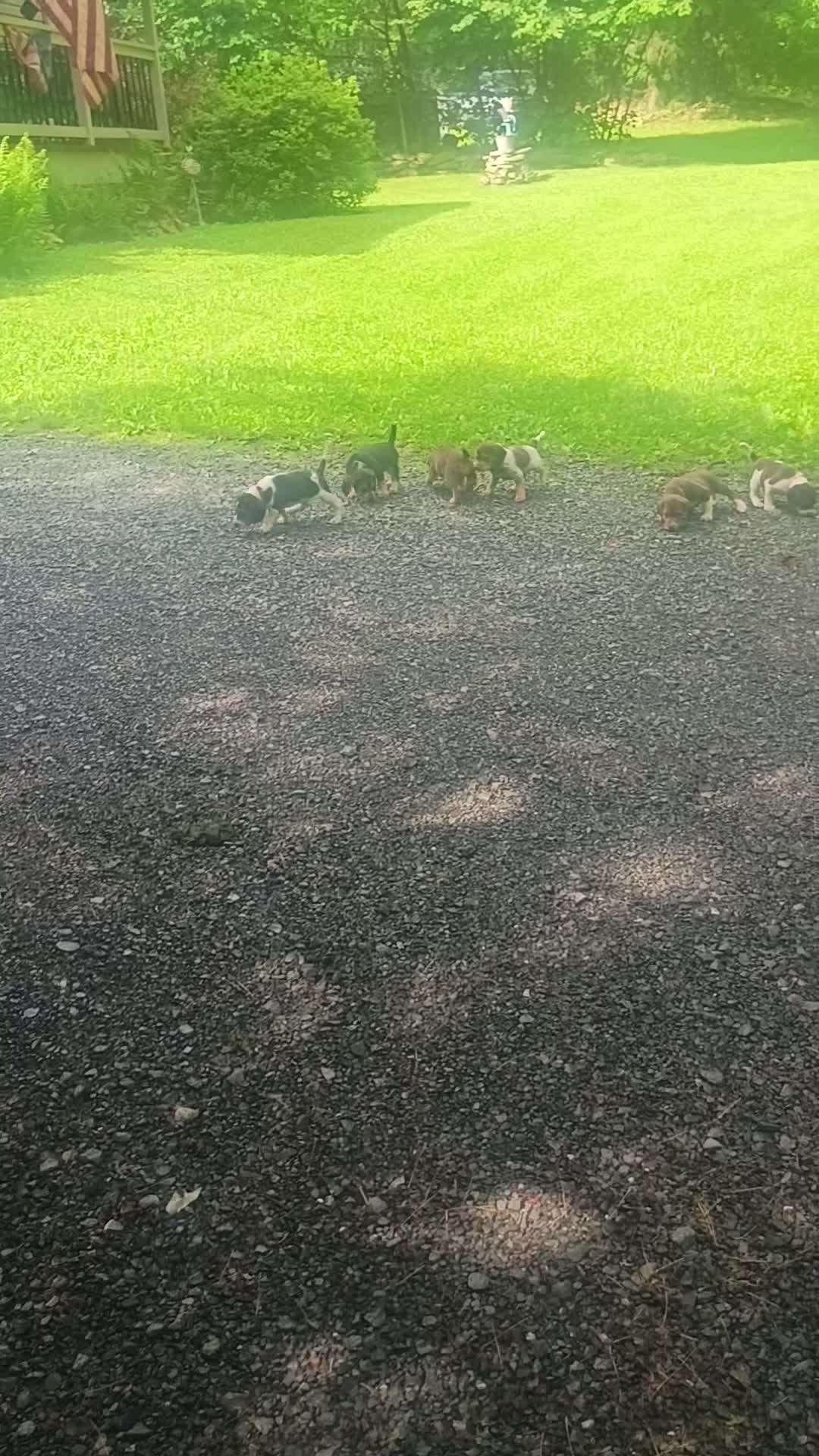 Beagle dogs for sale: Obie - Video 1