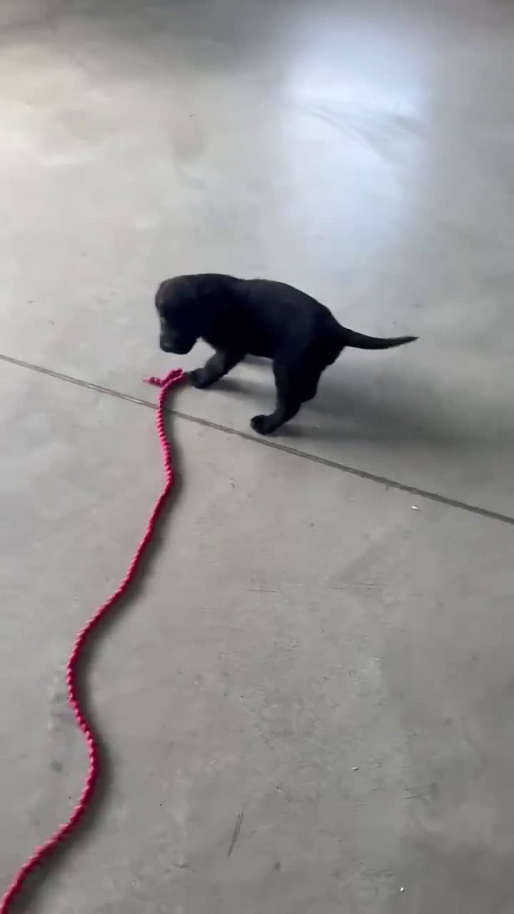 Labrador Retriever dogs for sale: Cloe - Video 4