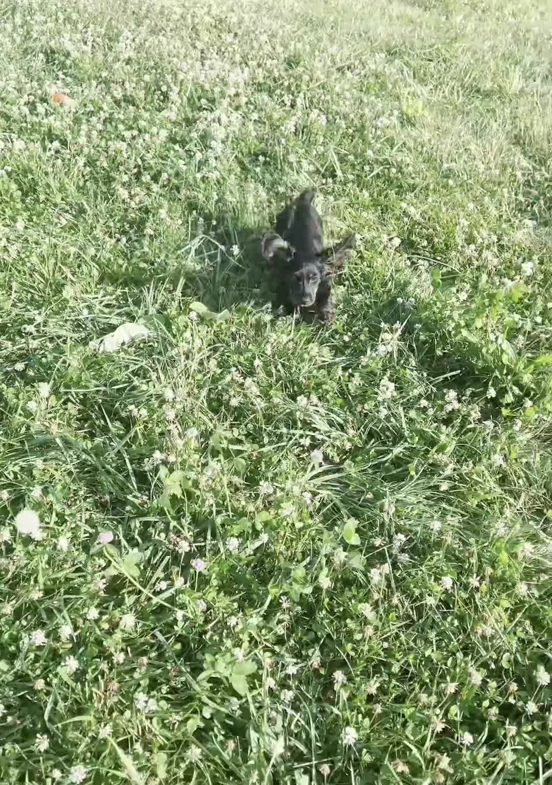 Miniature Dachshund dogs for sale: bentley - Video 1