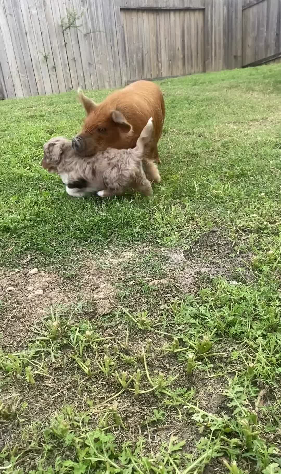 Mini Aussiedoodle dogs for sale: Zeus - Video 1