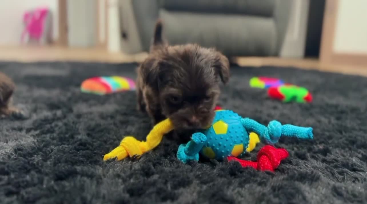Havanese dogs for sale: Ricky - Video 5