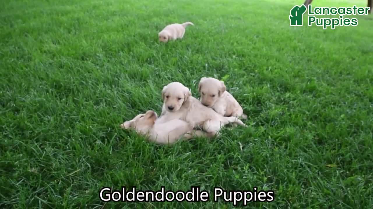Goldendoodle dogs for sale: Elmo - Video 1