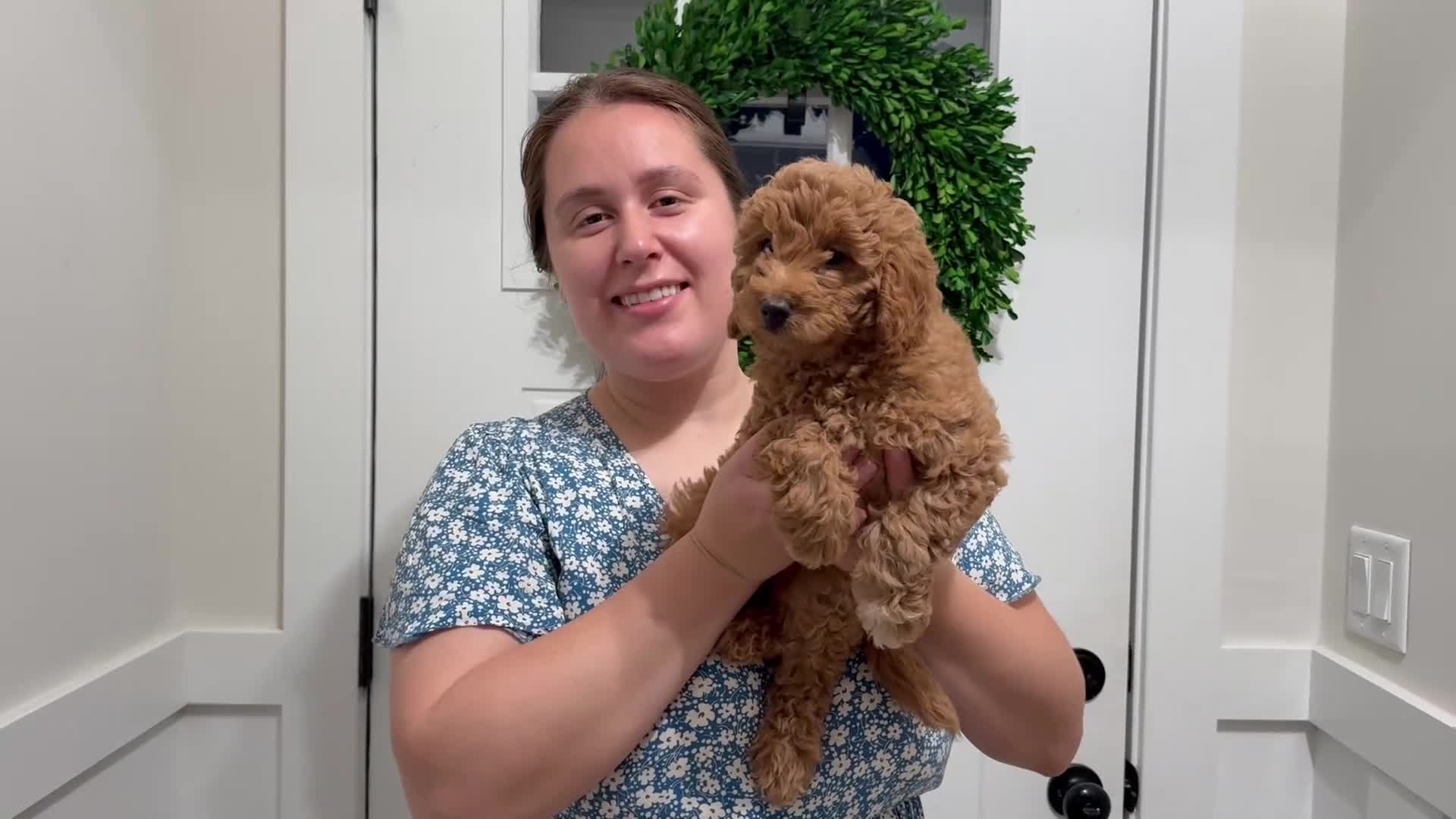 Mini Goldendoodle dogs for sale: Peach Collar 🐾🧡 - Video 2