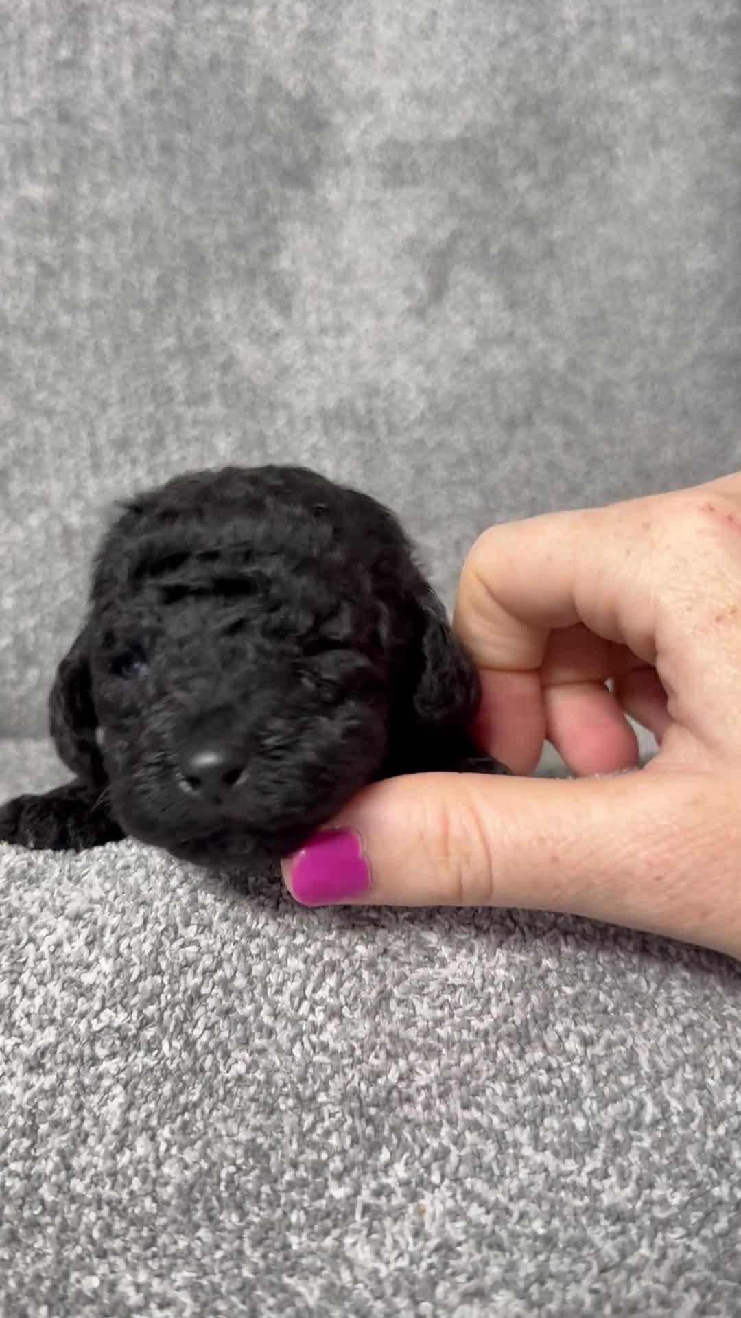 Standard Poodle dogs for sale: Fawn - AKC - Video 9