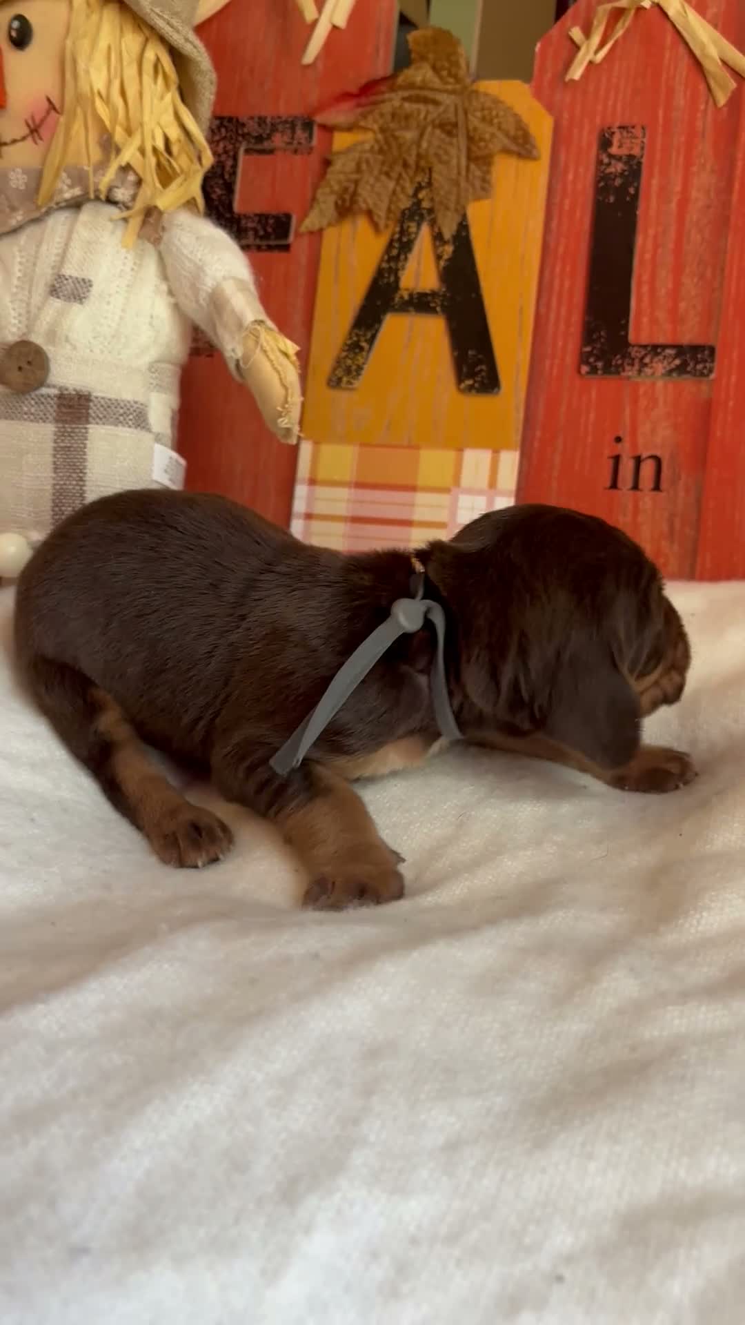 Bloodhound dogs for sale: Grey collar male - Video 1