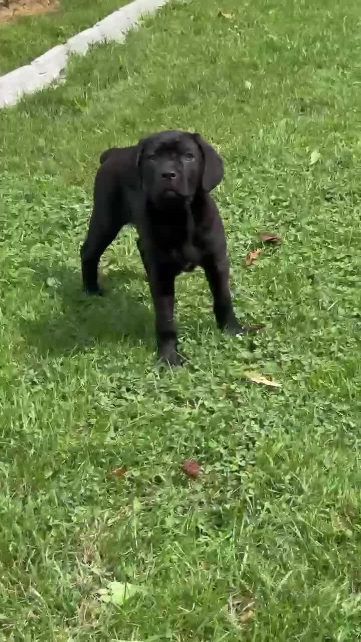Cane Corso dogs for sale: Cane Corso Socks  - Video 1