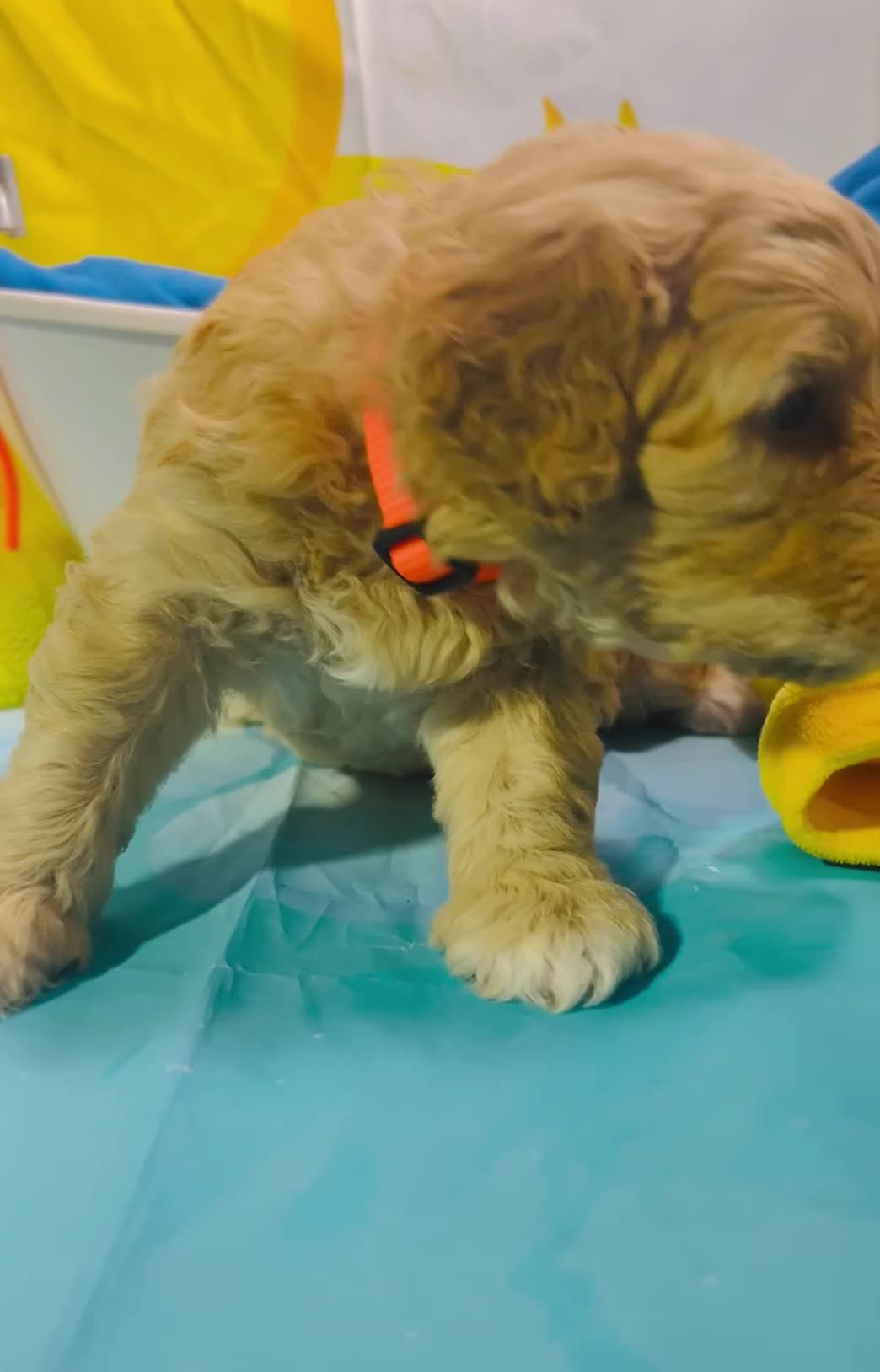 Aussiedoodle dogs for sale: Orange Collar - Video 2