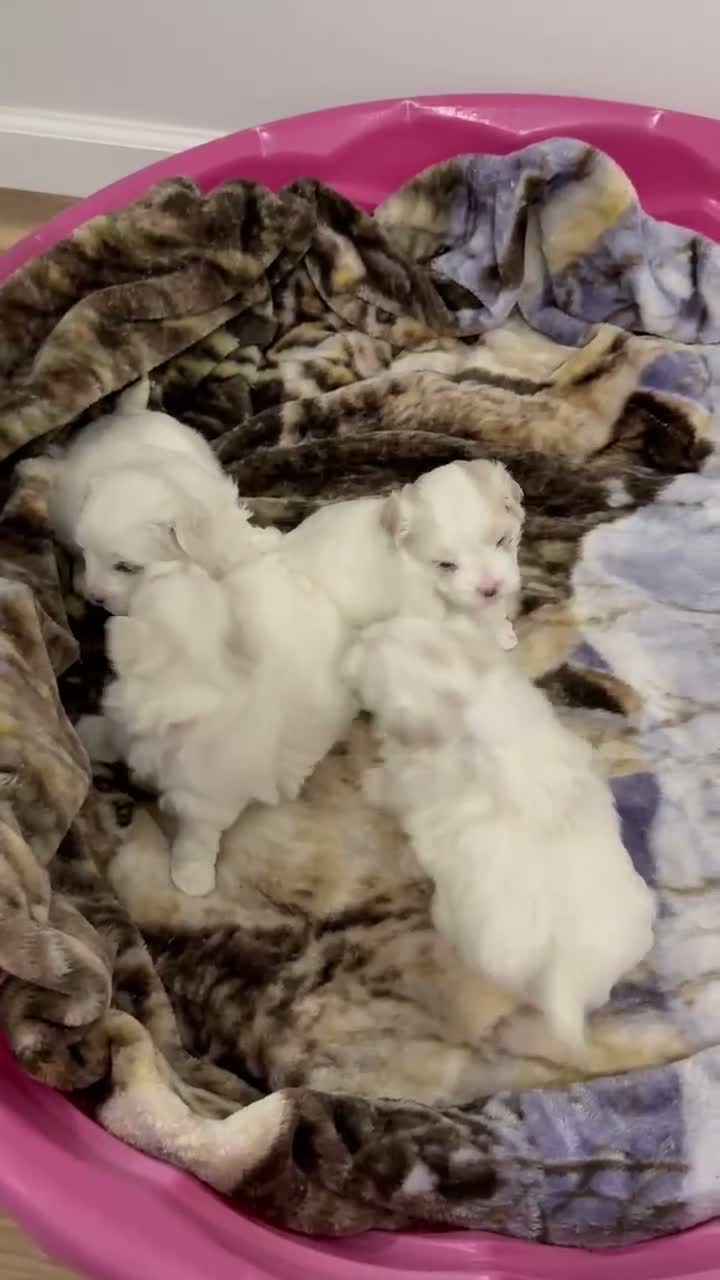 Maltese dogs for sale: Pumpkin - Video 2
