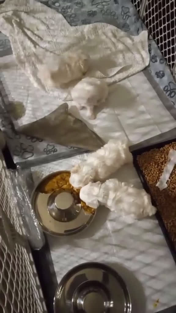 Mixed Breed dogs for sale: Mixed Breed Puppy 2 Snowball  - Video 1