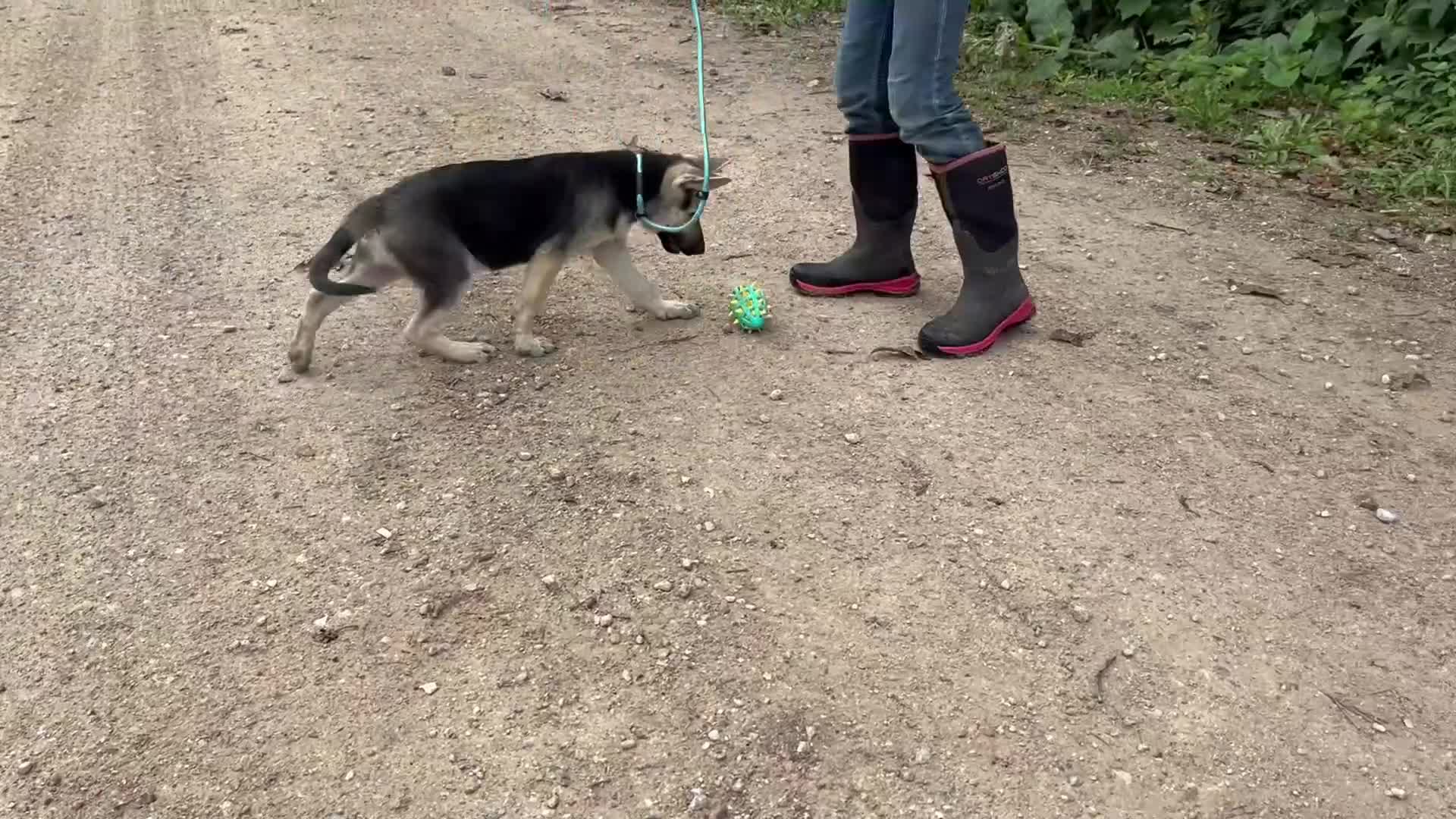 German Shepherd dogs for sale: Brooklynn  - Video 2