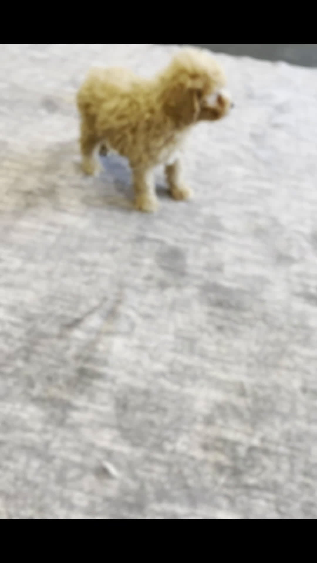 Toy Poodle dogs for sale: Tabasco - Video 1