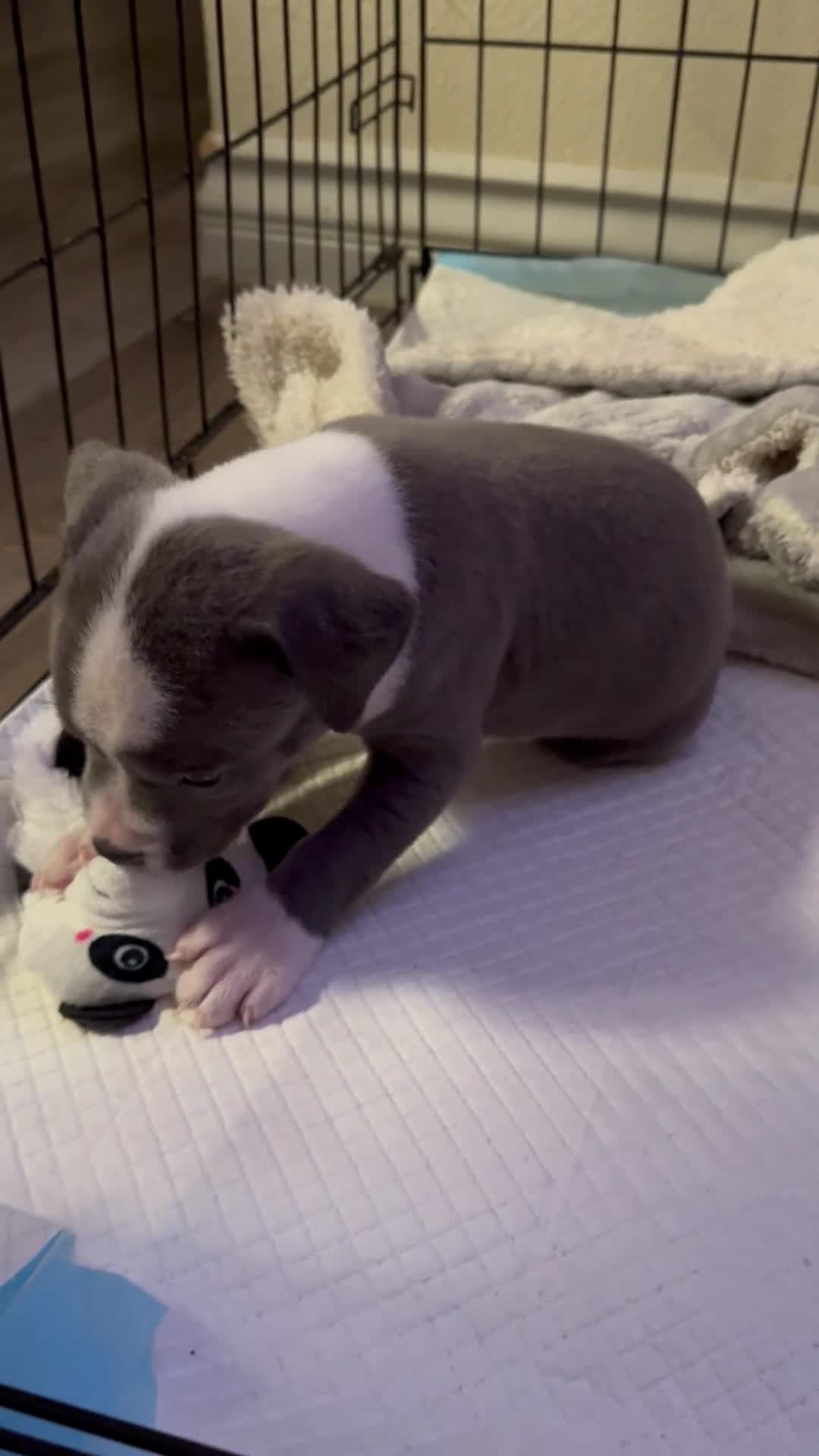 American Pit Bull Terrier dogs for sale: American Pit Bull Terrier Puppy 1 - Video 1