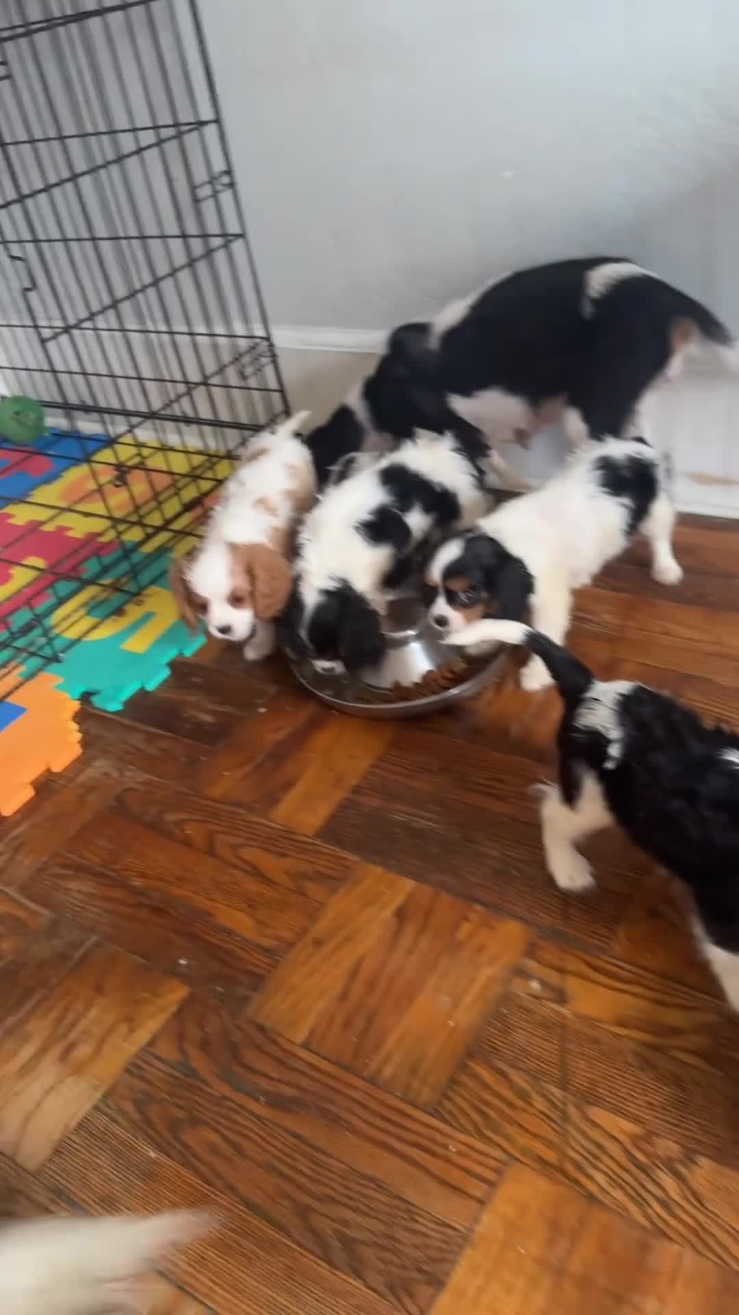 Cavalier King Charles Spaniel dogs for sale: Duke Jr. - Video 3