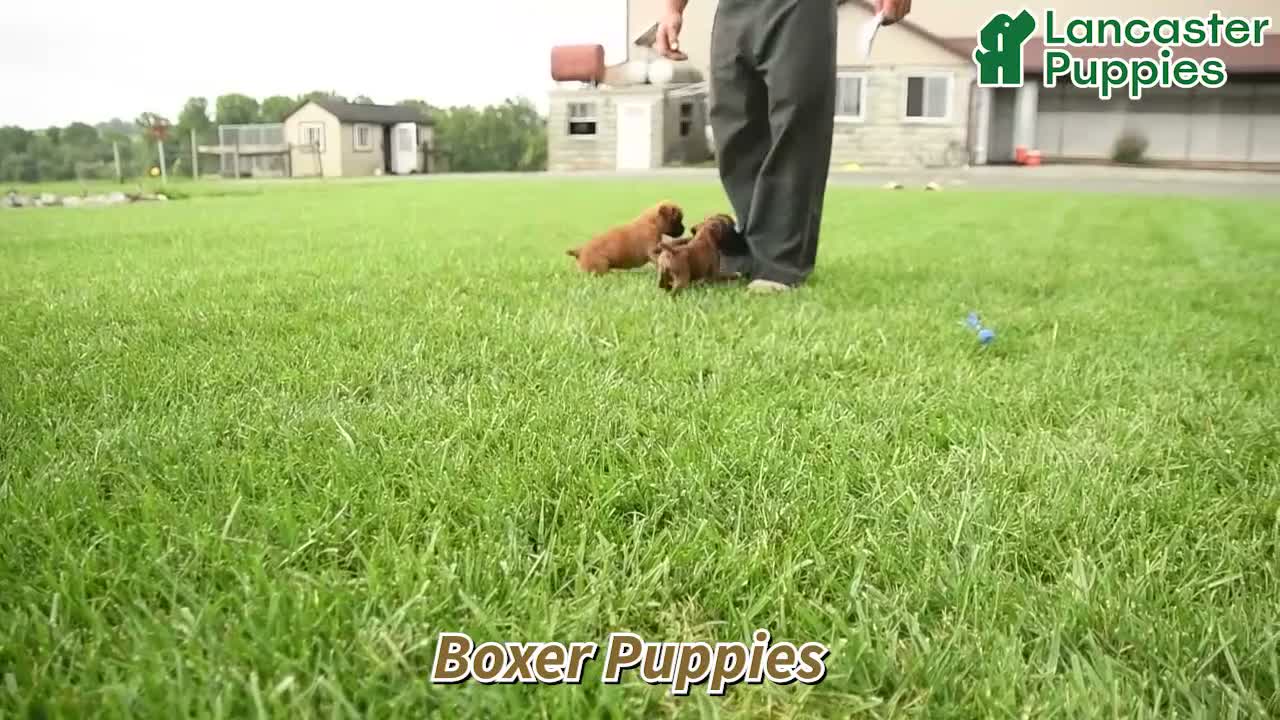 Boxer dogs for sale: Bryce - Video 1