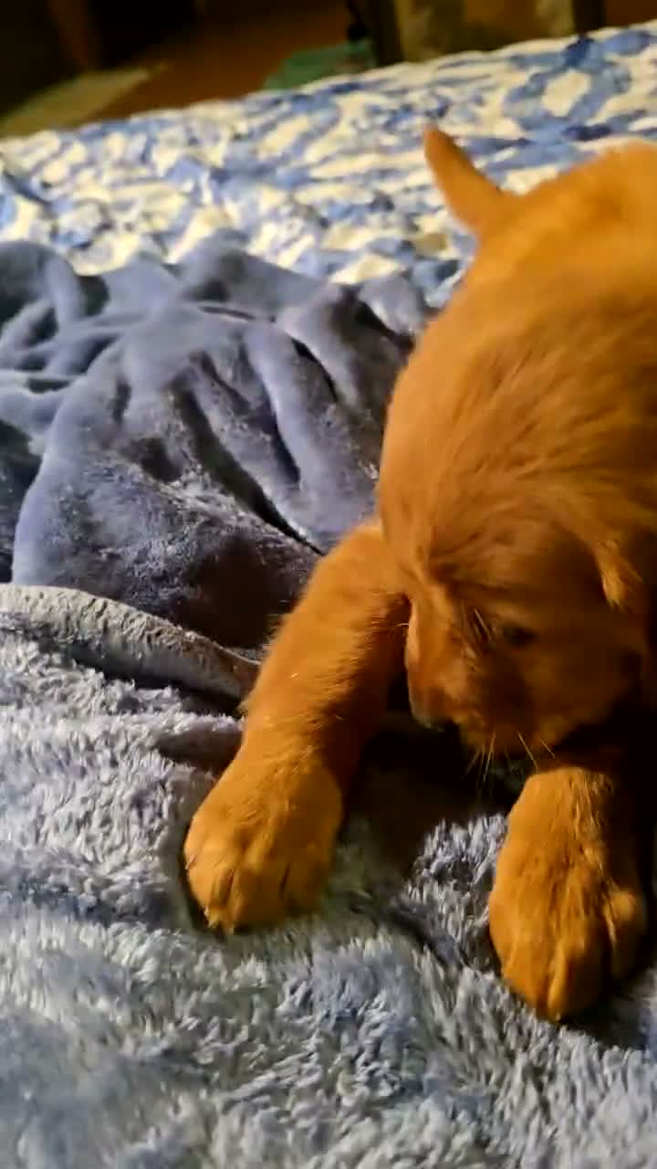 Golden Retriever dogs for sale: "Gracie" Red Girl - Video 1