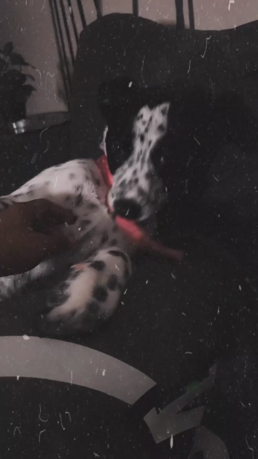 Dalmatian dogs for sale: Cloiie - Video 1