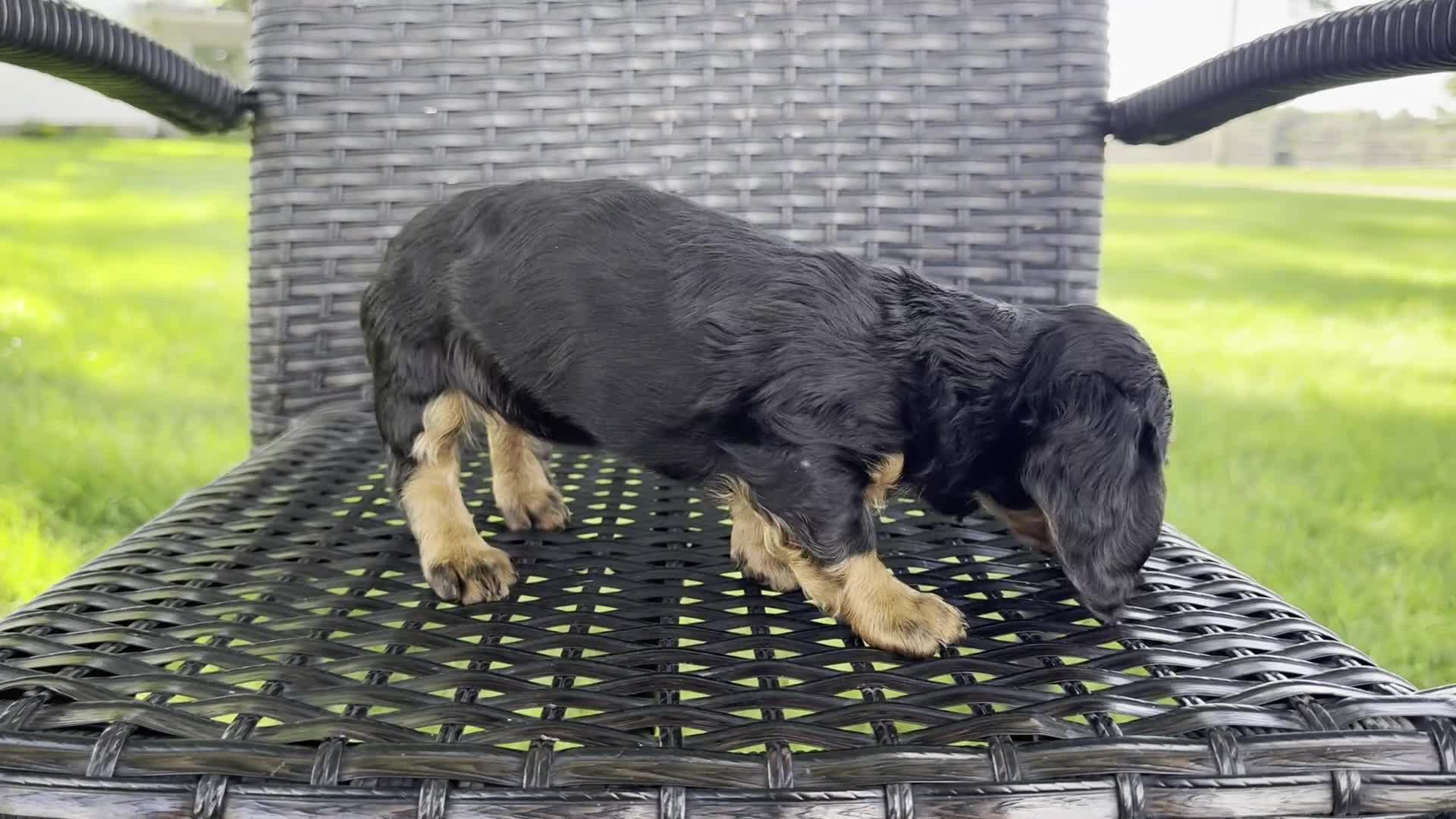 Dachshund dogs for sale: Devo - Video 1