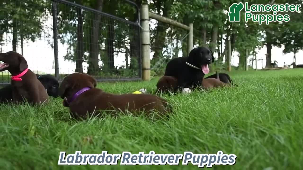 Labrador Retriever dogs for sale: Timmy - Video 1