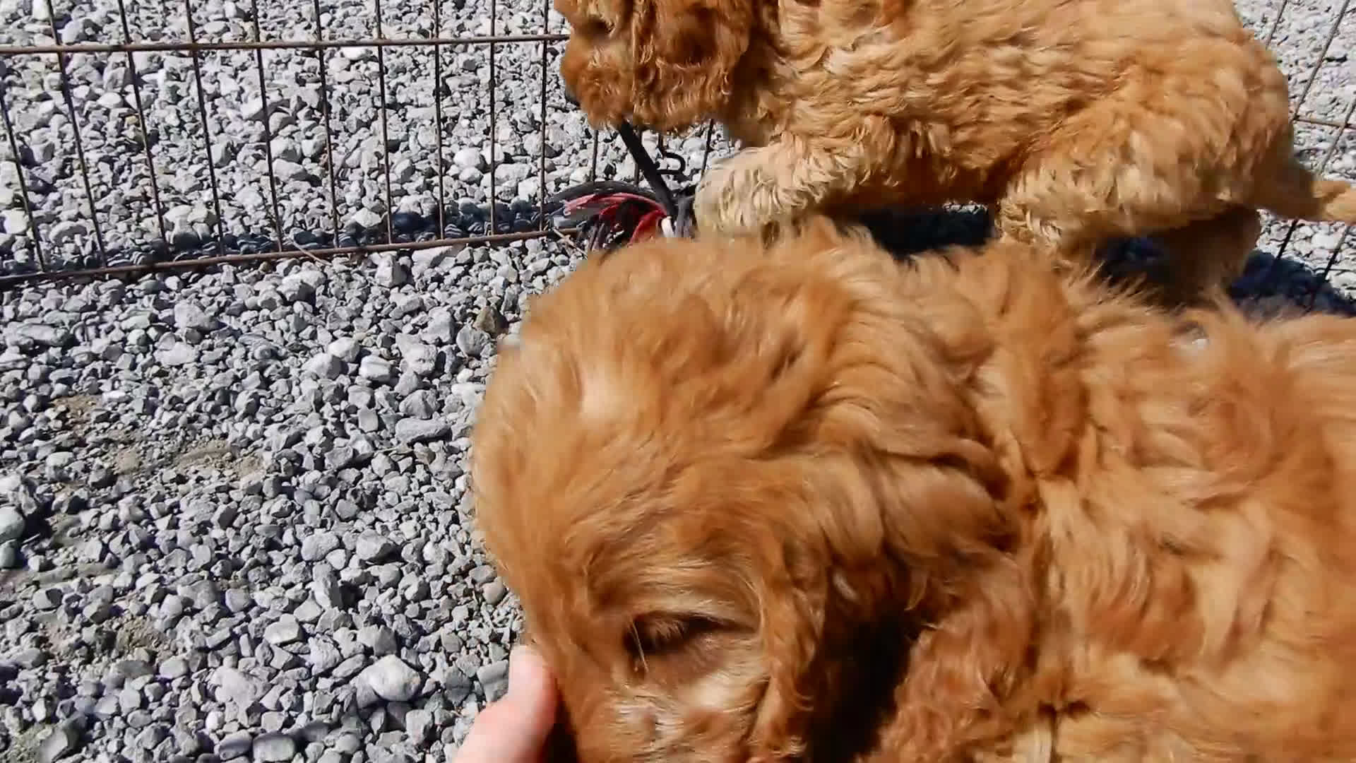 Goldendoodle dogs for sale: Logan-MEDIUM - Video 1