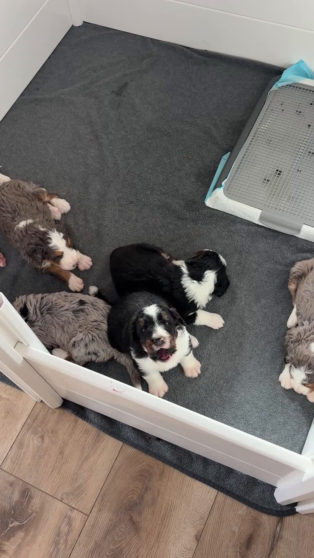 Bernedoodle dogs for sale: Bozey - Video 1