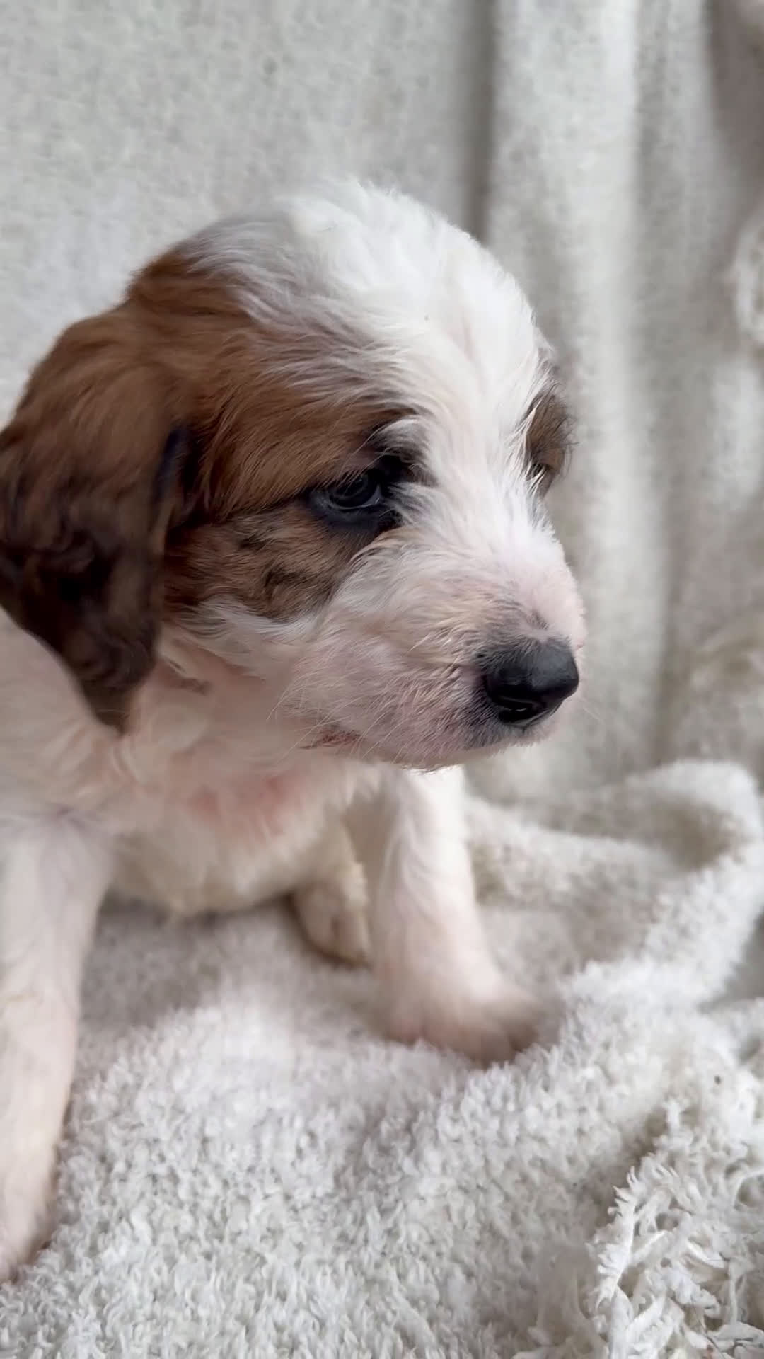 Mixed Breed dogs for sale: Andy - Video 2