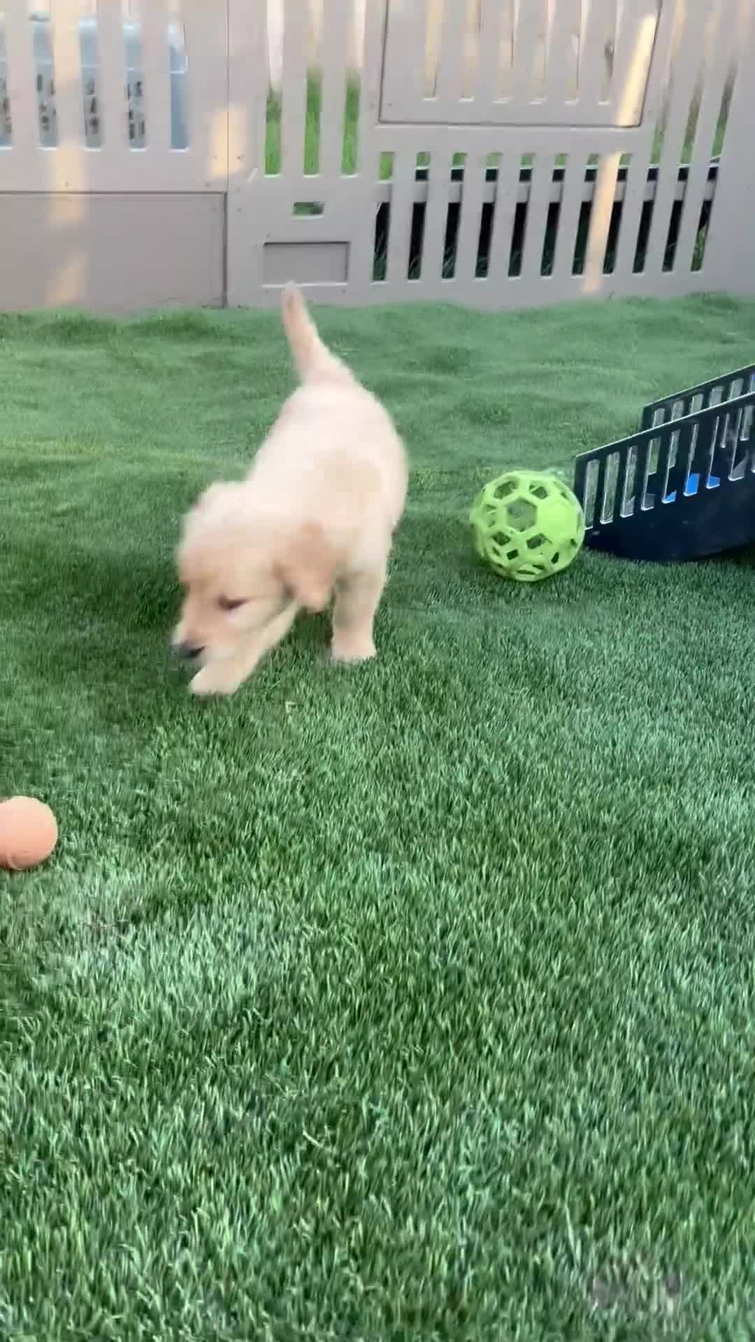 Golden Retriever dogs for sale: Nixie - Video 1
