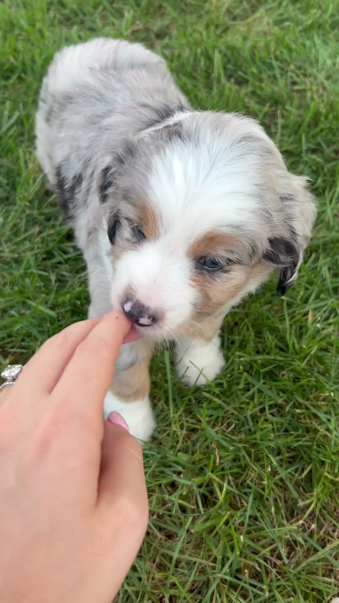 Mini Aussiedoodle dogs for sale: Kylie 🎀 - Video 1