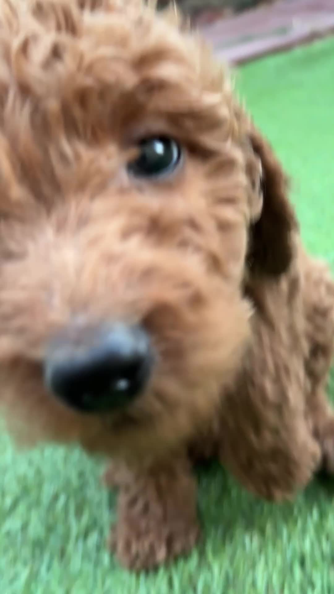 Standard Poodle dogs for sale: Coco - Video 2