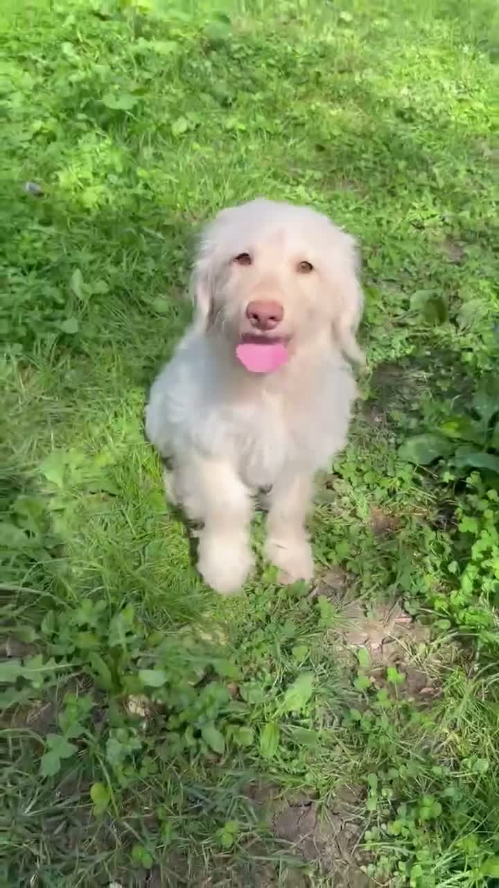Mini Goldendoodle dogs for sale: Flynn - Video 3