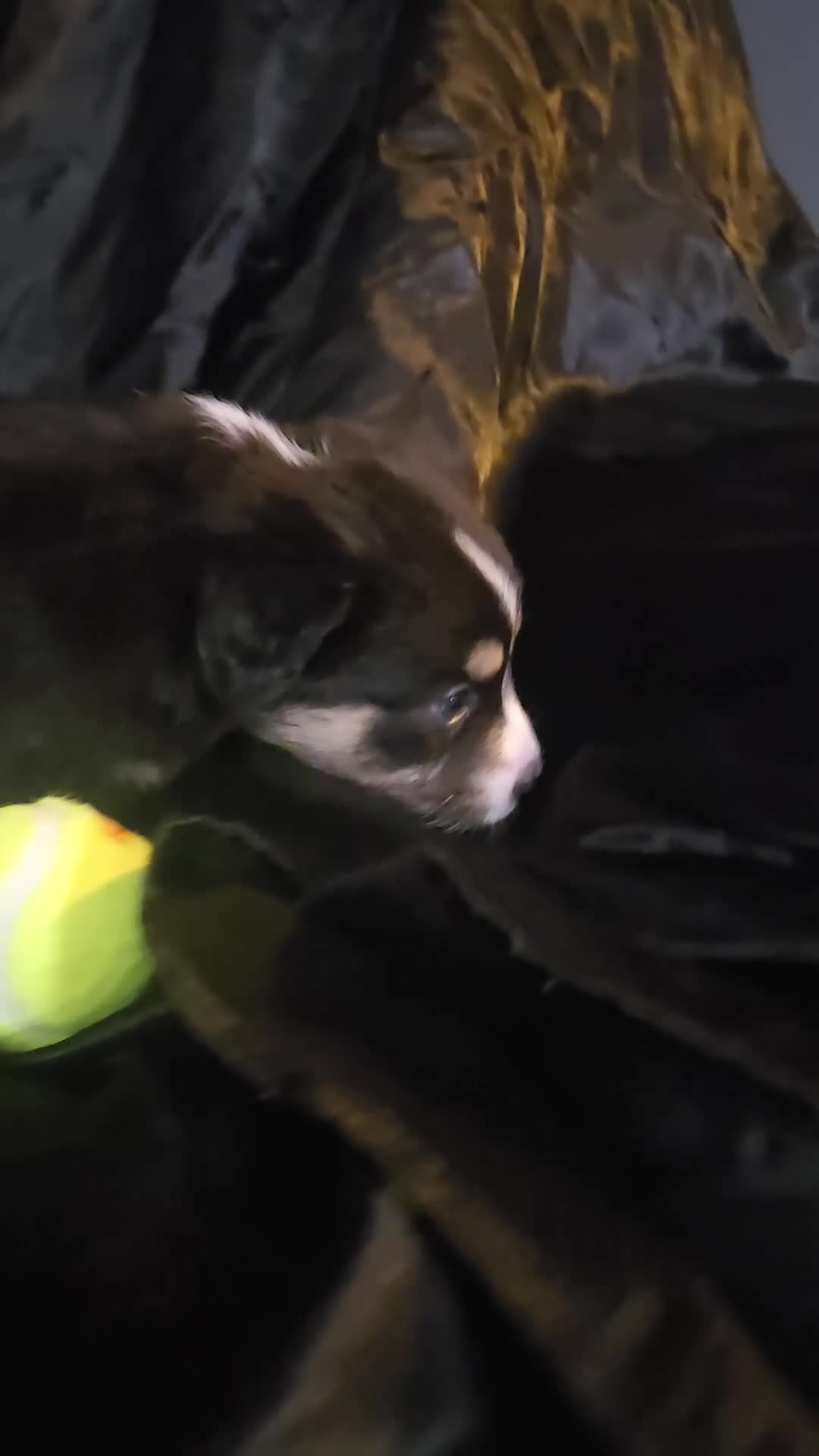 Australian Shepherd dogs for sale: "Moxie" Black tricolor  - Video 1