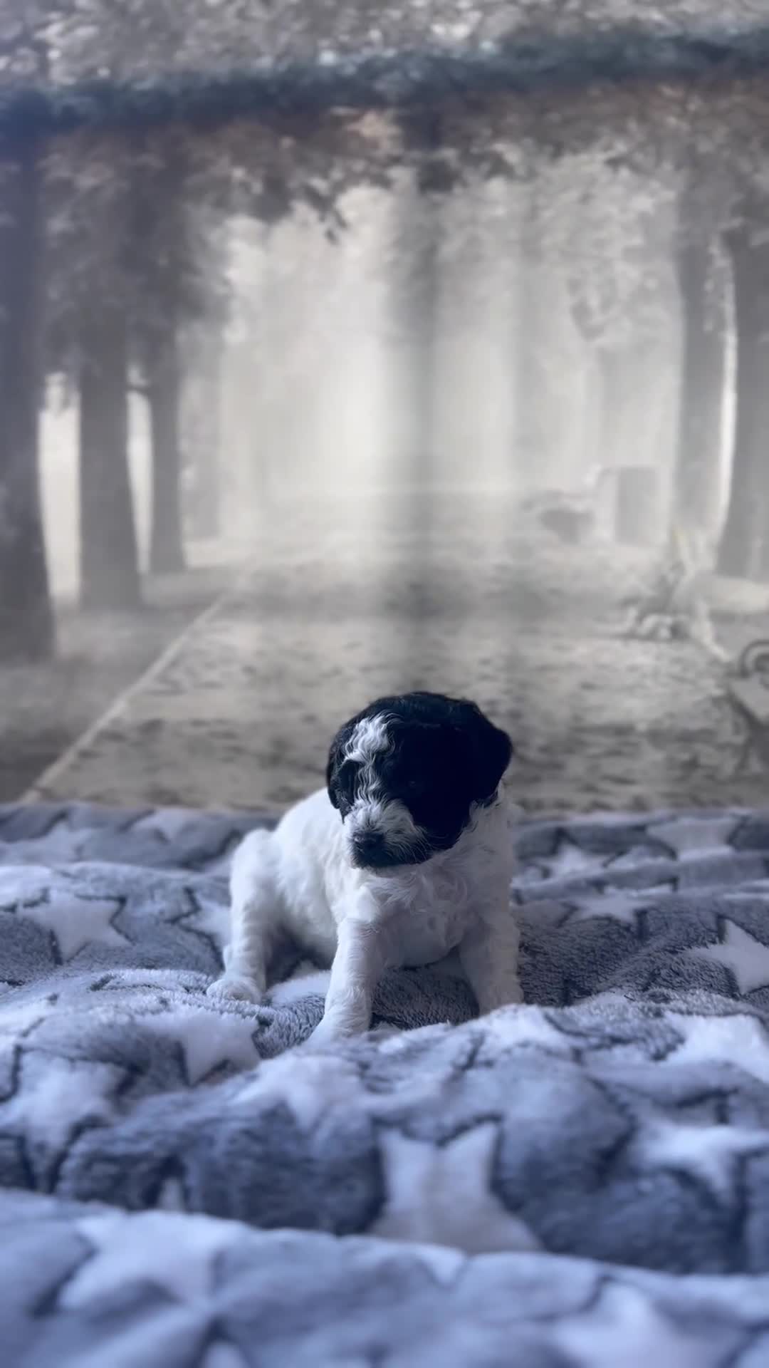 Toy Poodle dogs for sale: Storm - Video 1