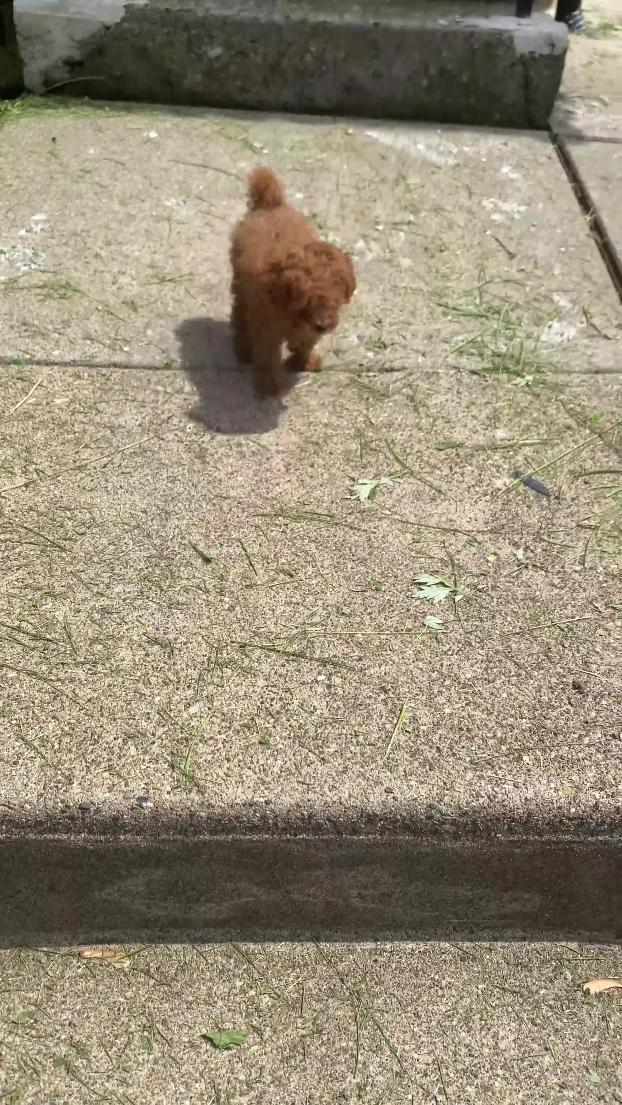 Toy Poodle dogs for sale: Loki - Video 1