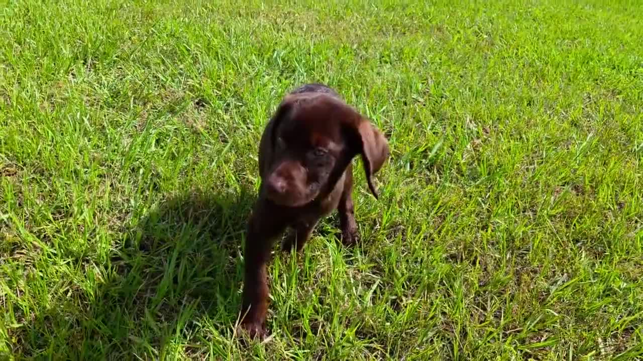 Labrador Retriever dogs for sale: Fiona - Video 1